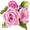 Ǿޱľߡ'